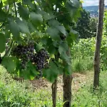Na Winnicy - Winnica Talaska * Melsztyn