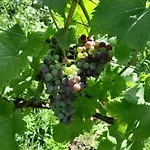Na Winnicy - Winnica Talaska