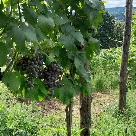 Na Winnicy - Winnica Talaska * Melsztyn