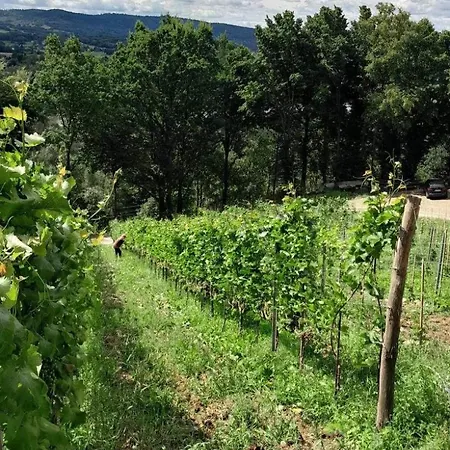 Na Winnicy - Winnica Talaska * Melsztyn