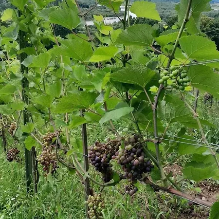 Na Winnicy - Winnica Talaska Chalé *
