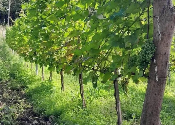 Chalet Na Winnicy - Winnica Talaska Melsztyn