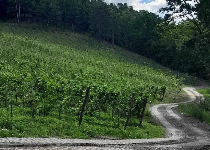 Na Winnicy - Winnica Talaska * Melsztyn