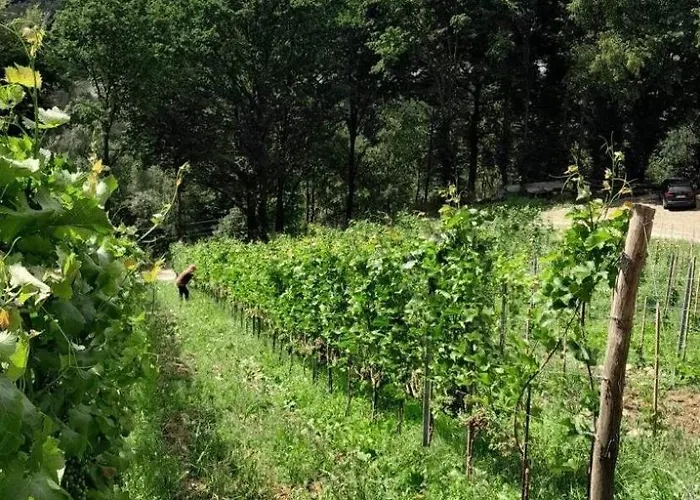 Na Winnicy - Winnica Talaska * Melsztyn