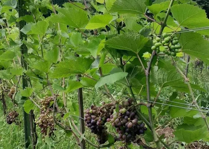 Na Winnicy - Winnica Talaska Chalet *